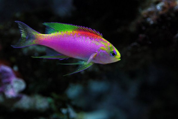 *** the fishy page ***