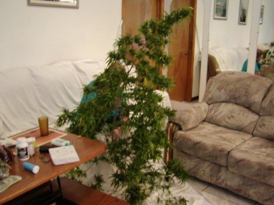 6ft,chocolate:pine haze .JPG