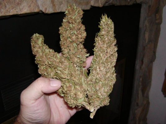 cured bud sk#1 06.3.JPG