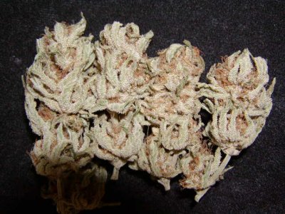 PINE#5 nugz.1.JPG