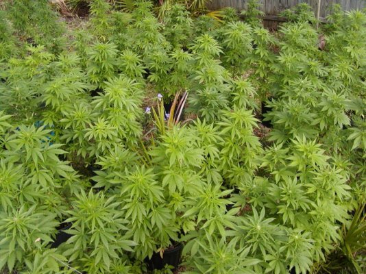 G13 hazes.13.JPG
