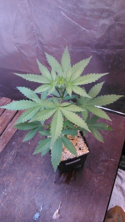 Olde English Seed Co. - Big Daddy
