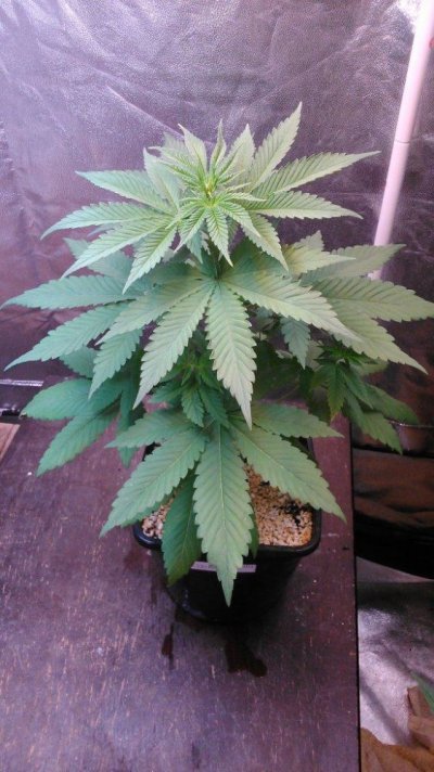 Growing crazy for CBD