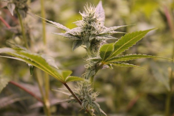Gorilla Glue#4