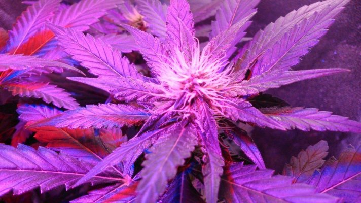 G13 Labs - Purple Haze