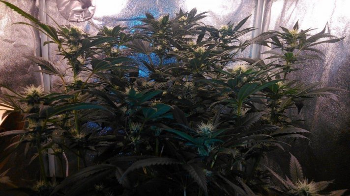 G13 Labs - Purple Haze