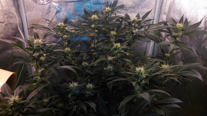 G13 Labs - Purple Haze