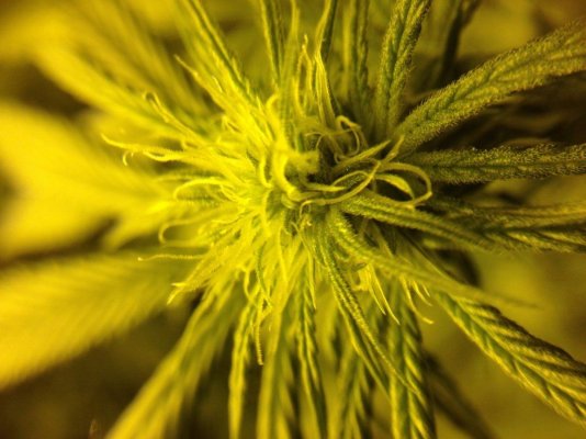 purple-wreck--early-flowering-photo.jpg