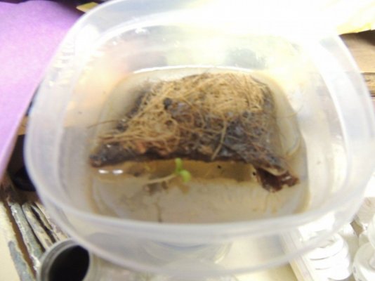 DSCN1778.JPG