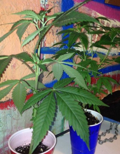 FPOG F2 (Fruity Pebbels OG)