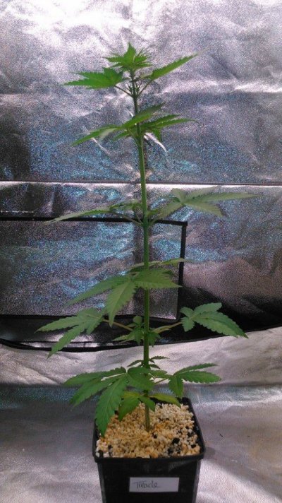 Olde English Seed Co. - Big Daddy