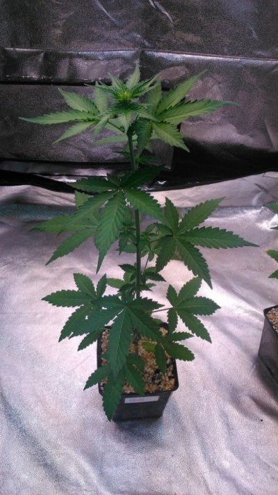 Olde English Seed Co. - Big Daddy