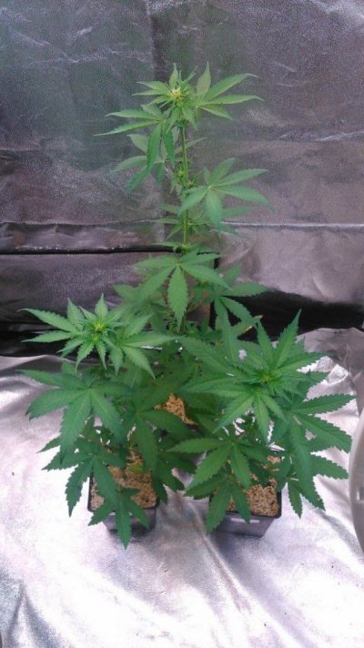 Olde English Seed Co. - Big Daddy
