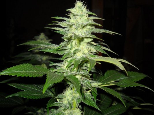 Afghan x Hells angel og & Casey jones x Hells angel og