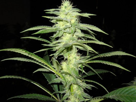 Afghan x Hells angel og & Casey jones x Hells angel og