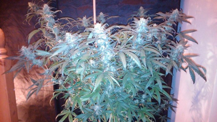 Dutch Passion - AutoWhite Widow