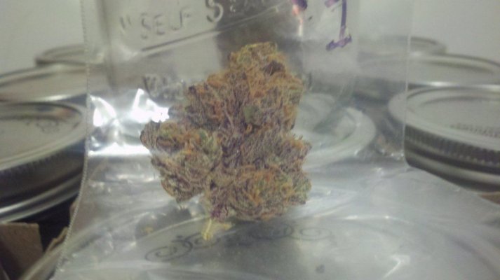 Divine Genetics White Cookies #1