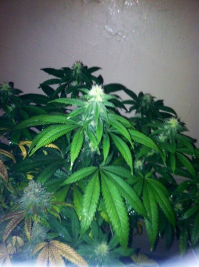 Peeking into BakedReality's Garden!