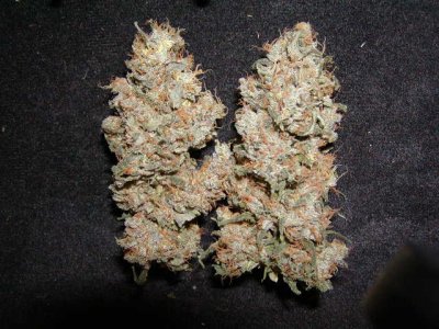 Heaven x UM trimmed.JPG
