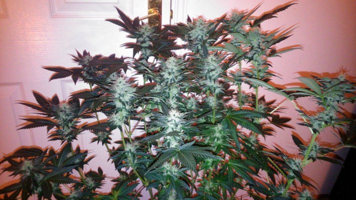 G13 Labs - Purple Haze