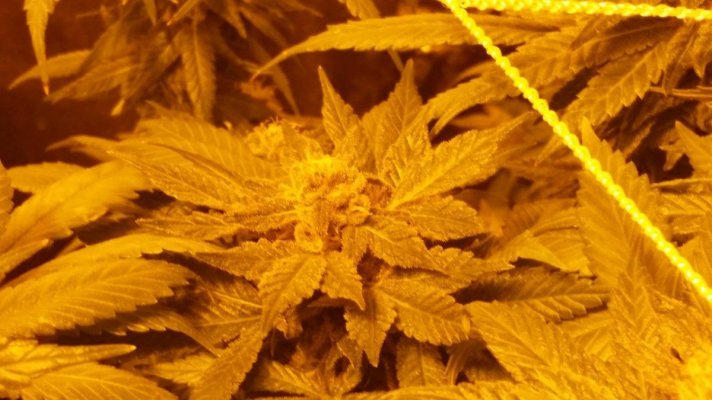 kens-gdp-flowering-week-8-3.jpg