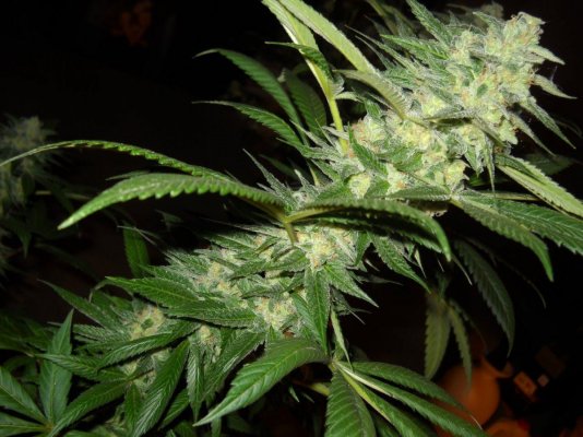 Afghan x Hells angel og & Casey jones x Hells angel og