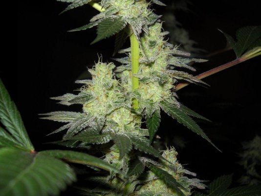 Afghan x Hells angel og & Casey jones x Hells angel og