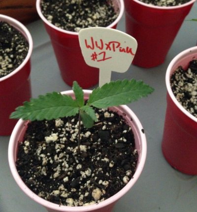 White widow x predator pink (tEsT GrOW)