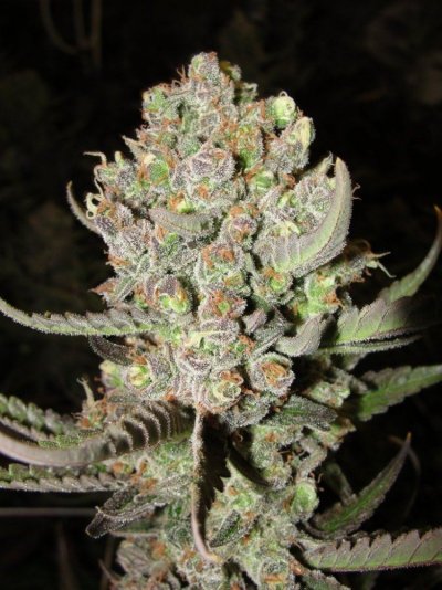 Killer Super Skunk or Skunk#1 pheno's!!!