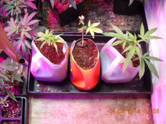 Hempy bucket test grow results from compelling testimony