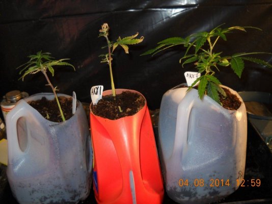 Hempy bucket test grow results from compelling testimony 2