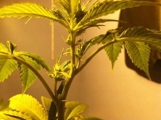 HotMomma's first grow