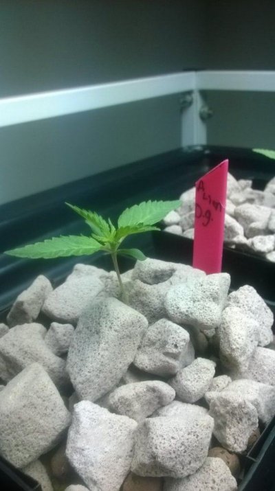 FEMINIZED CALI CONNECTION ALIEN OG AND FRIENDS