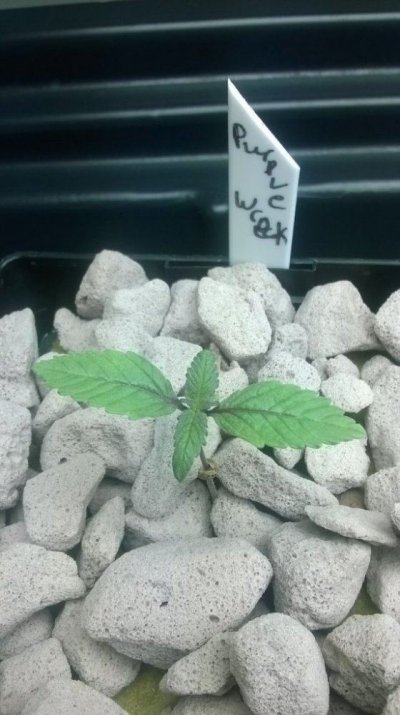 FEMINIZED CALI CONNECTION ALIEN OG AND FRIENDS