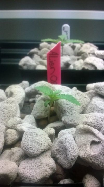 FEMINIZED CALI CONNECTION ALIEN OG AND FRIENDS