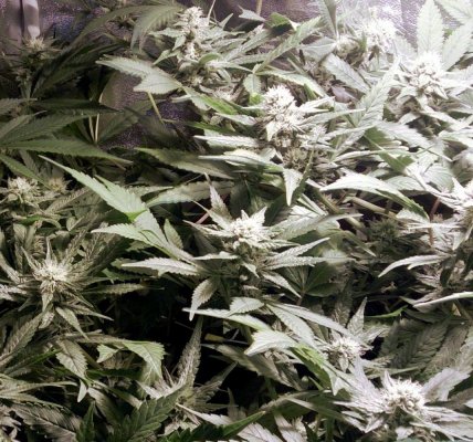 wk4 Cheese Candy bloom!