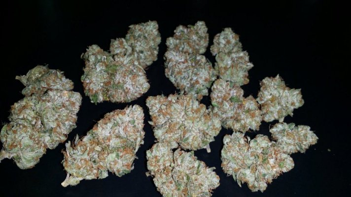 Triangle vs Triangle Kush ?