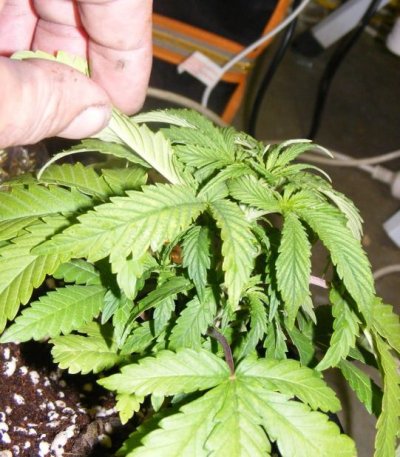 sweet seeds SAD S1 and CREAM CARAMEL in coco perlite