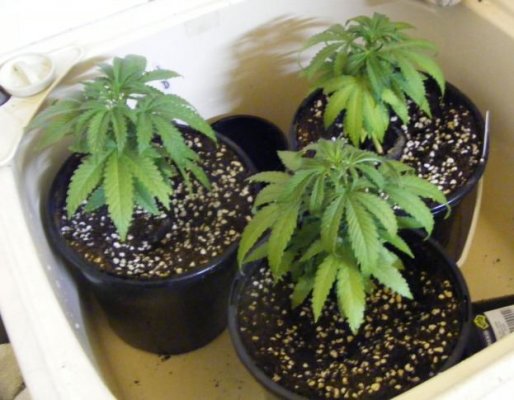 sweet seeds SAD S1 and CREAM CARAMEL in coco perlite