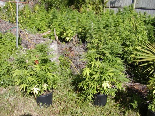 G13 hazes.19.JPG