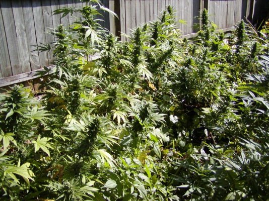 skunk#1's.2.JPG