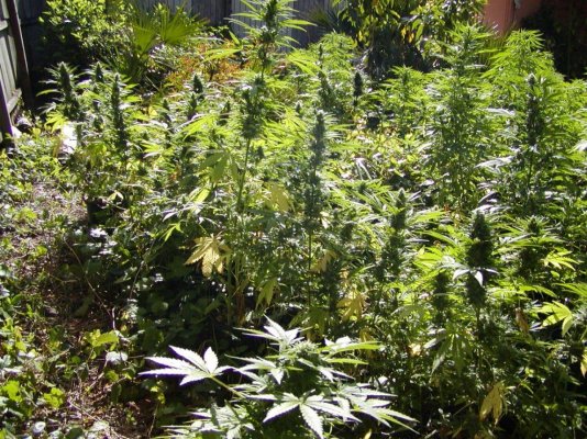skunk#1's.3.JPG