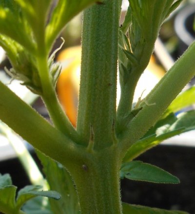 sourpebhairs.JPG