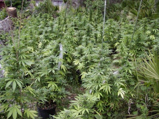 G13 hazes.24.JPG