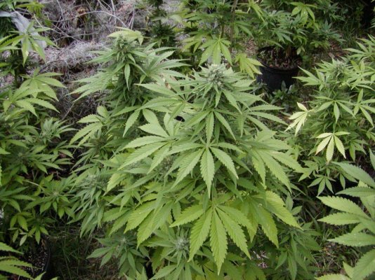 G13 haze phenos.1.JPG