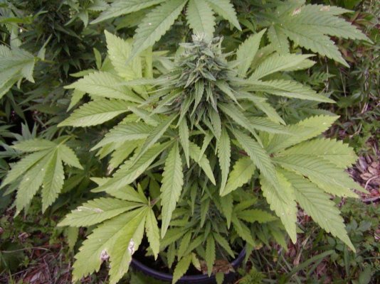 G13 haze phenos.3.JPG