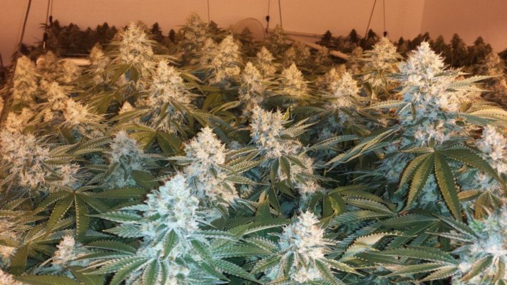 A few shots of my rooms growing in Beds with some new strains WIFI X SOUR D and...
