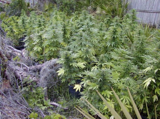 G13 hazes.26.JPG