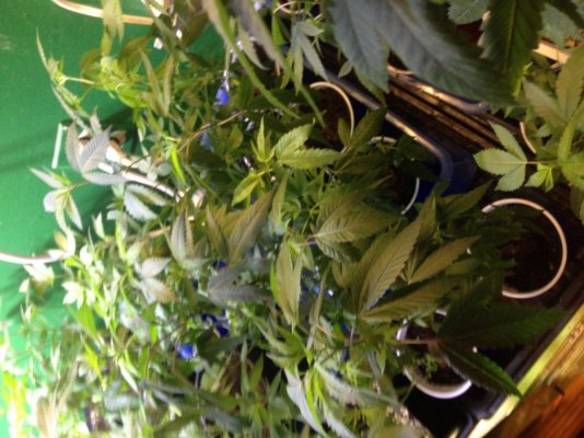 = The BEST OG Kush Clone Only=