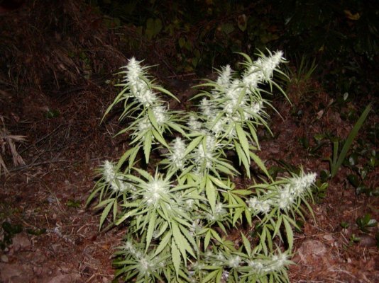 puna haze.JPG